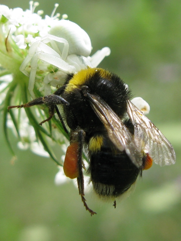 Bombo catturato da Misumena vatia