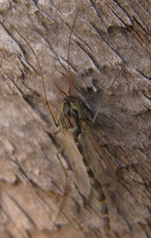 Chironomidae