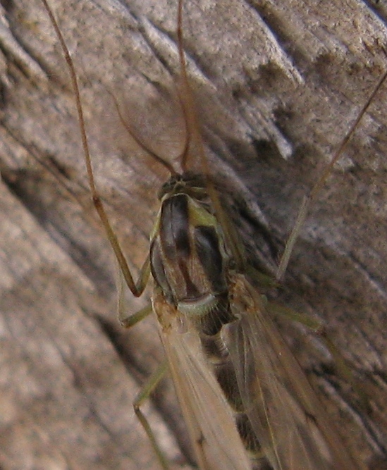 Chironomidae