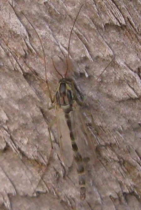 Chironomidae