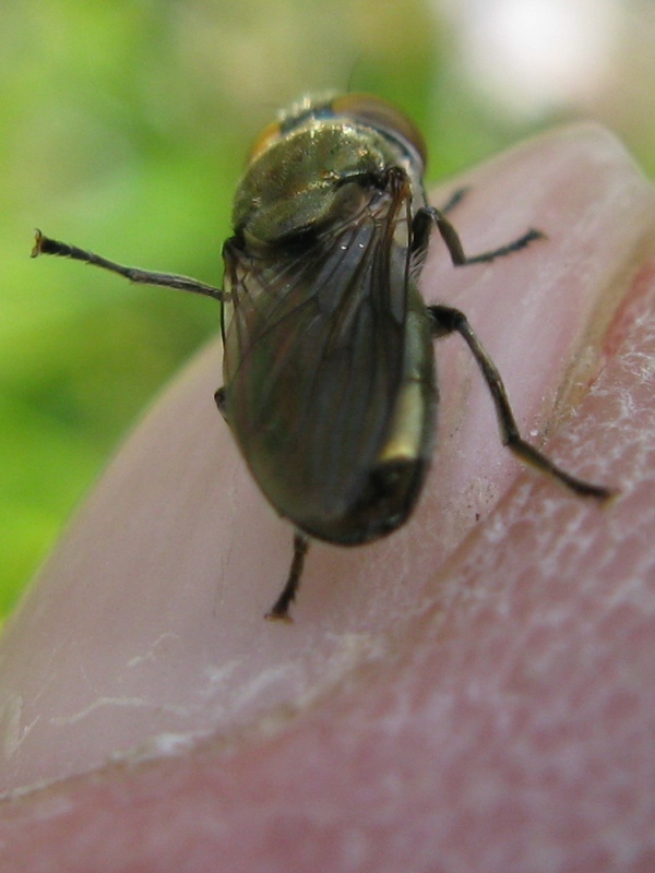 Riponnensia splendens F (Syrphidae)
