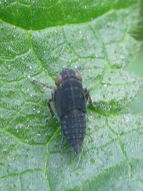 giovane cicadella ? ninfa Cicadellidae sott. Deltocephalinae