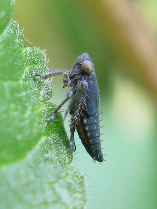 giovane cicadella ? ninfa Cicadellidae sott. Deltocephalinae