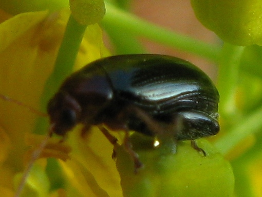 un coleotterino: Alticino; Psylliodes napi