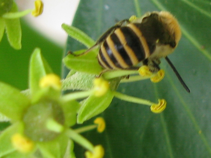 Colletes hederae