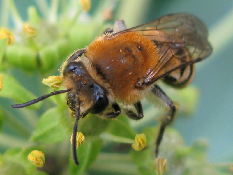 Colletes hederae