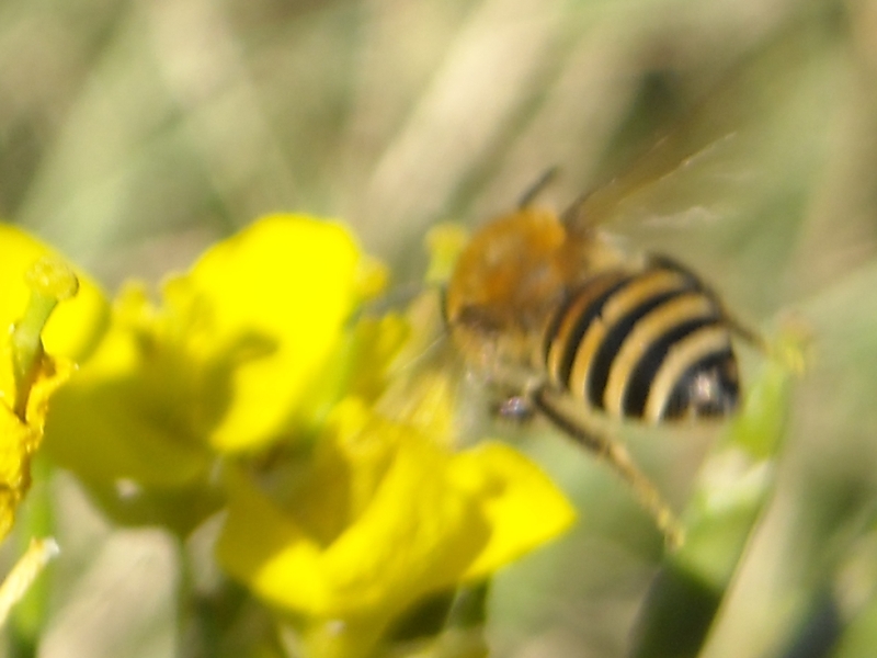 Colletes hederae