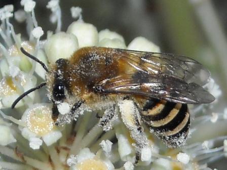 Colletes hederae