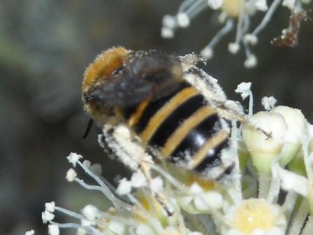 Colletes hederae