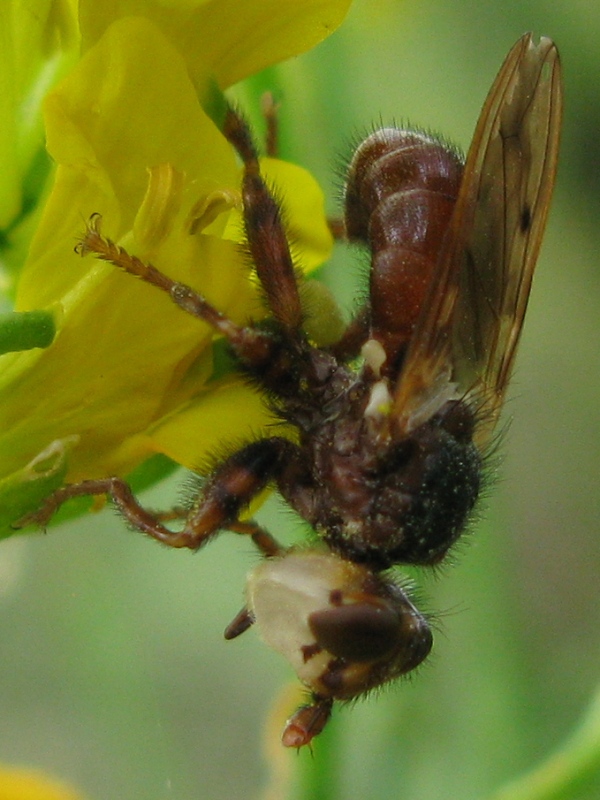 Altra Myopa ?