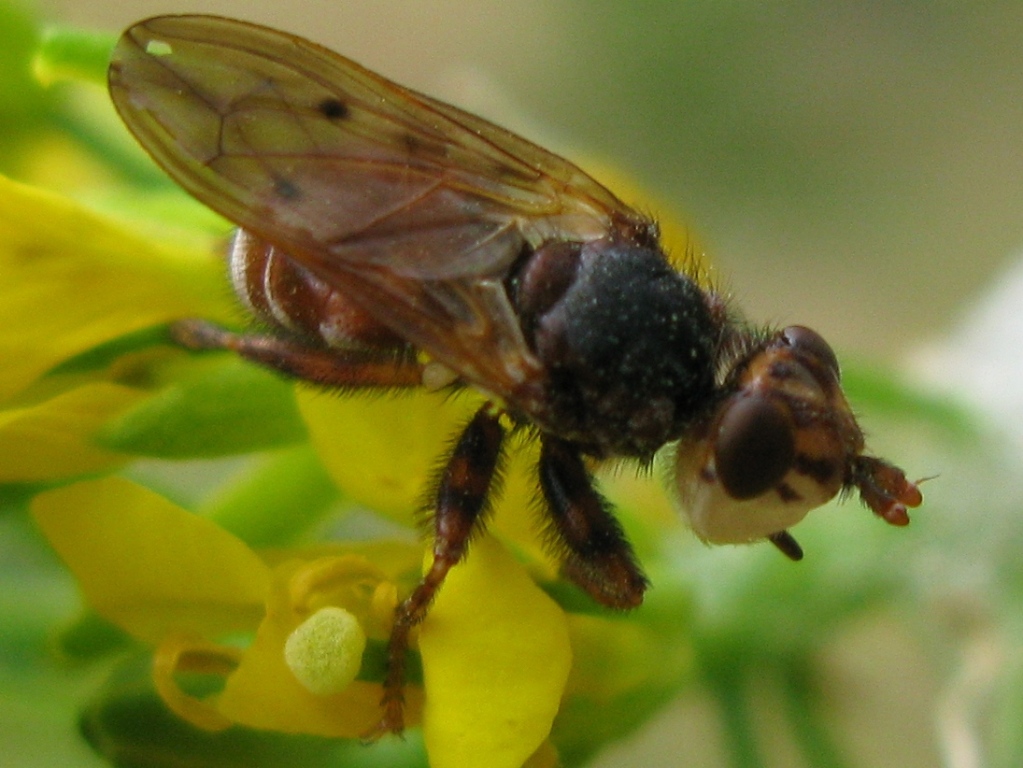 Altra Myopa ?