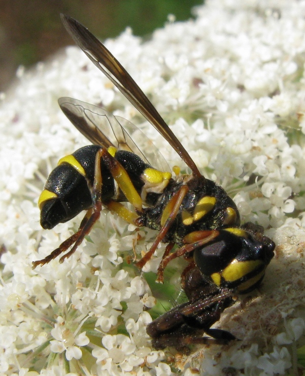 Ceriana vespiformis sfortunata (Syrphidae)