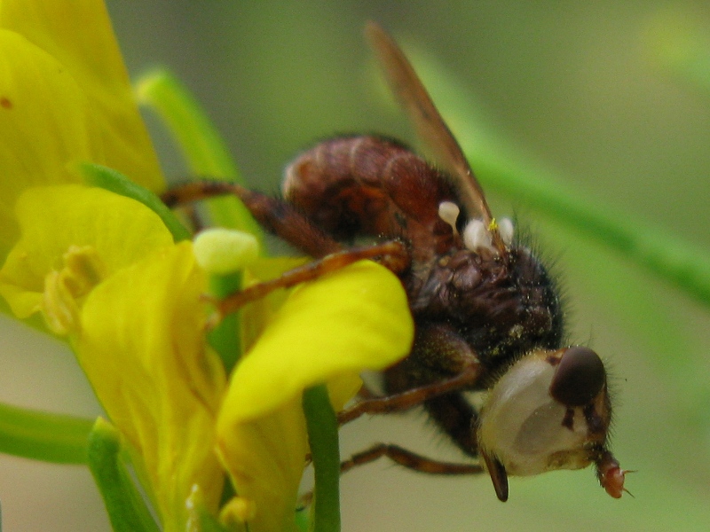 Altra Myopa ?