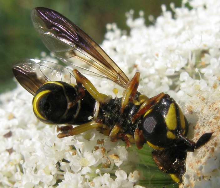 Ceriana vespiformis sfortunata (Syrphidae)