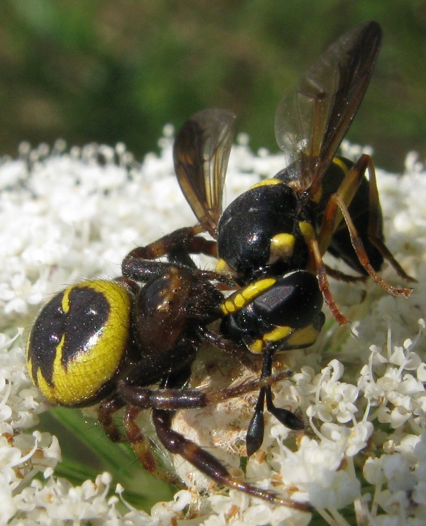 Ceriana vespiformis sfortunata (Syrphidae)