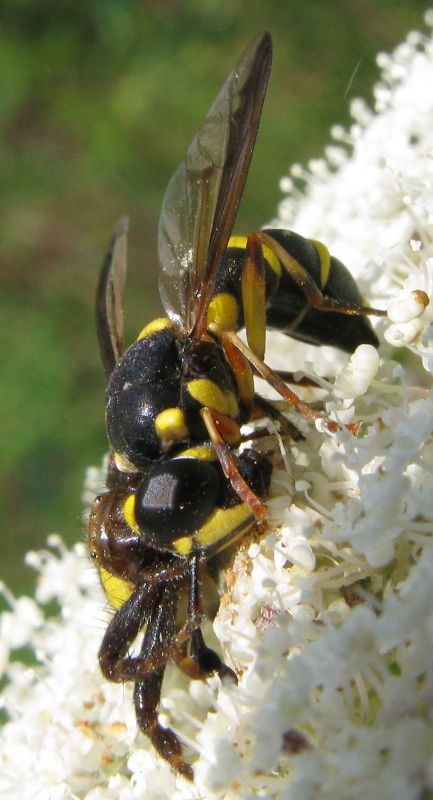 Ceriana vespiformis sfortunata (Syrphidae)