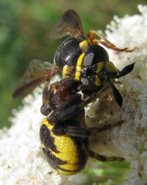 Ceriana vespiformis sfortunata (Syrphidae)