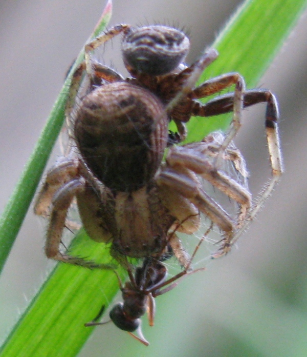 Xysticus sp.