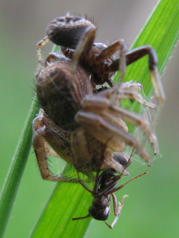 Xysticus sp.