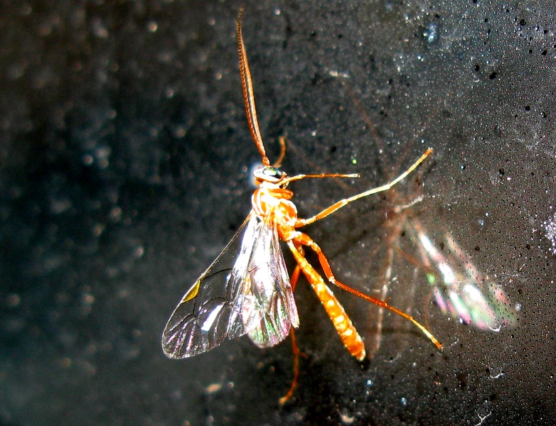 Ichneumonidae Ophionino gen. Ophion