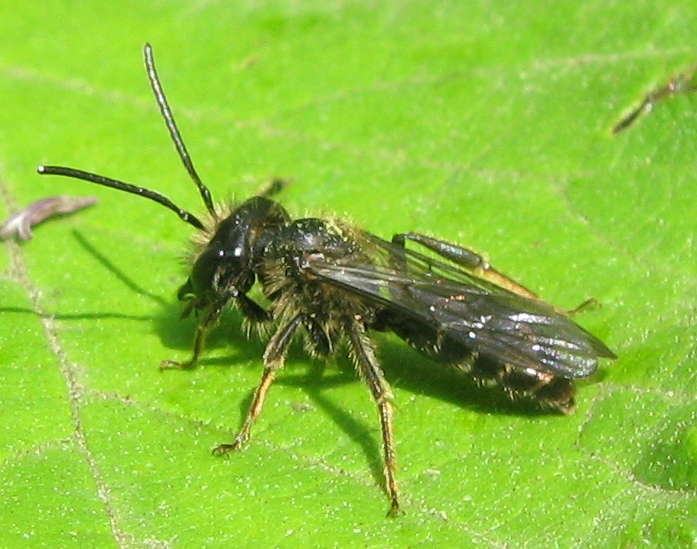 Crabronidae ? No. Maschio di Andrena sp.