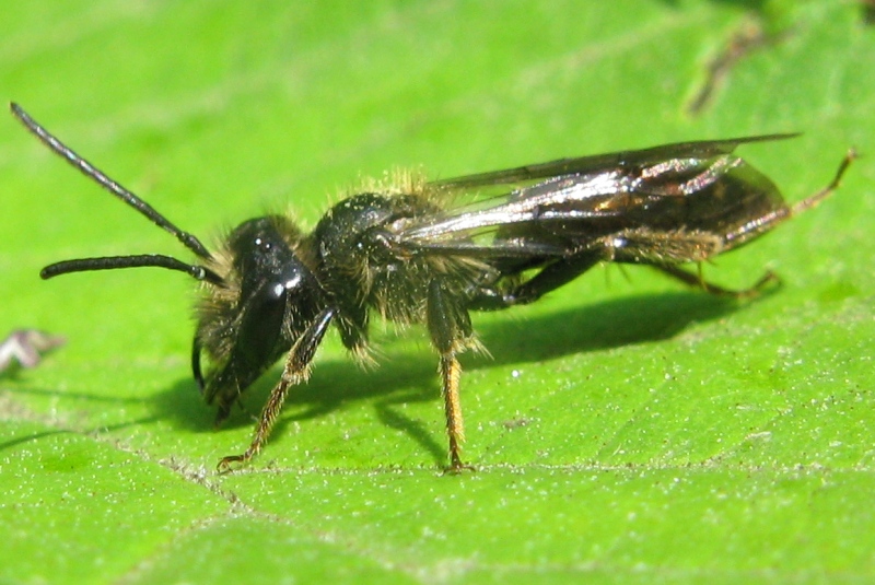 Crabronidae ? No. Maschio di Andrena sp.