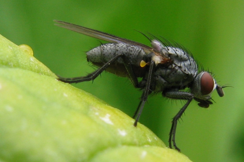 Anthomyiidae.