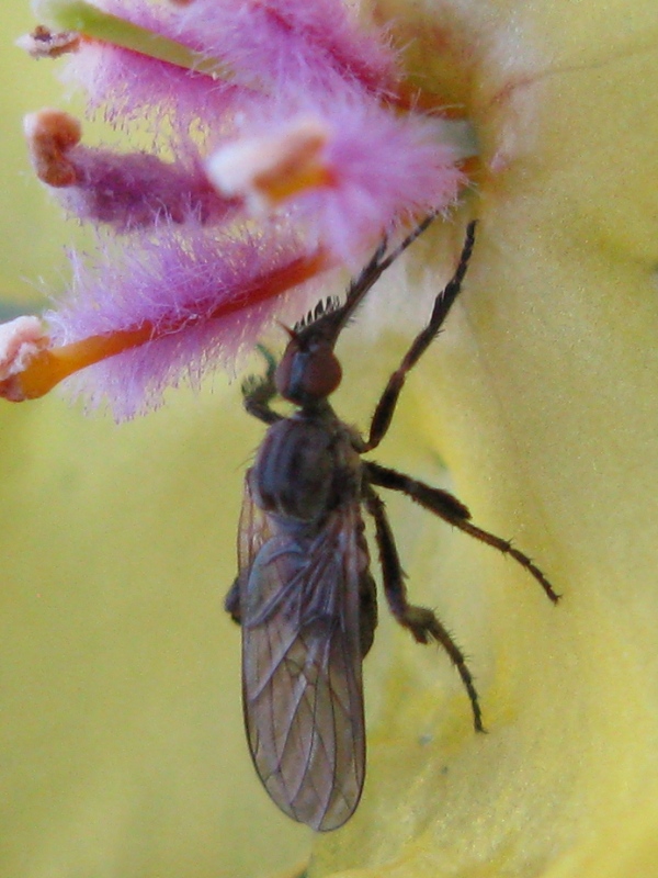 Empis cf. pennipes (Empididae)