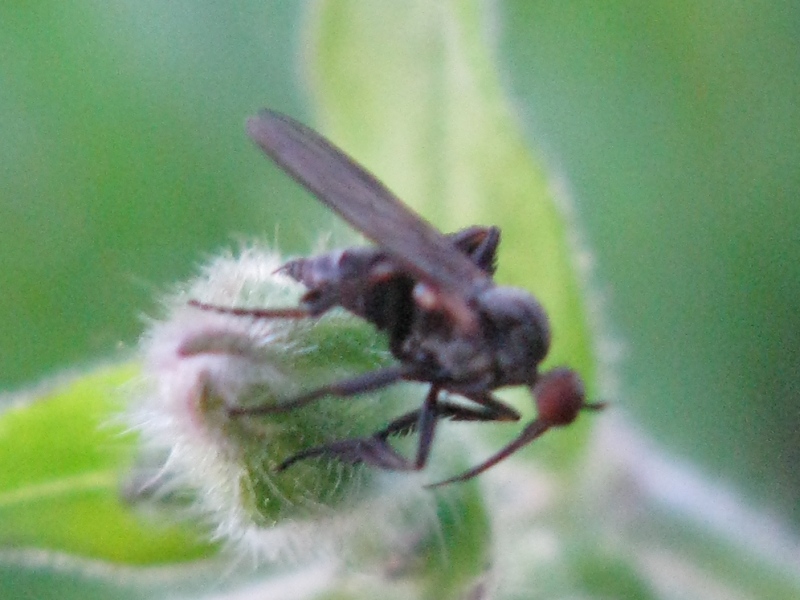 Empis cf. pennipes (Empididae)