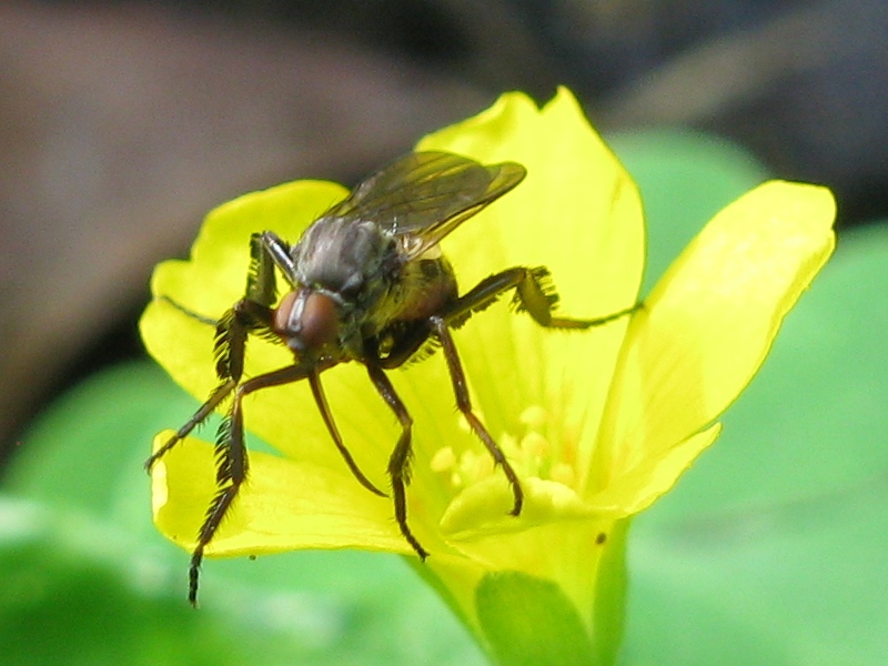 Empis cf. pennipes (Empididae)