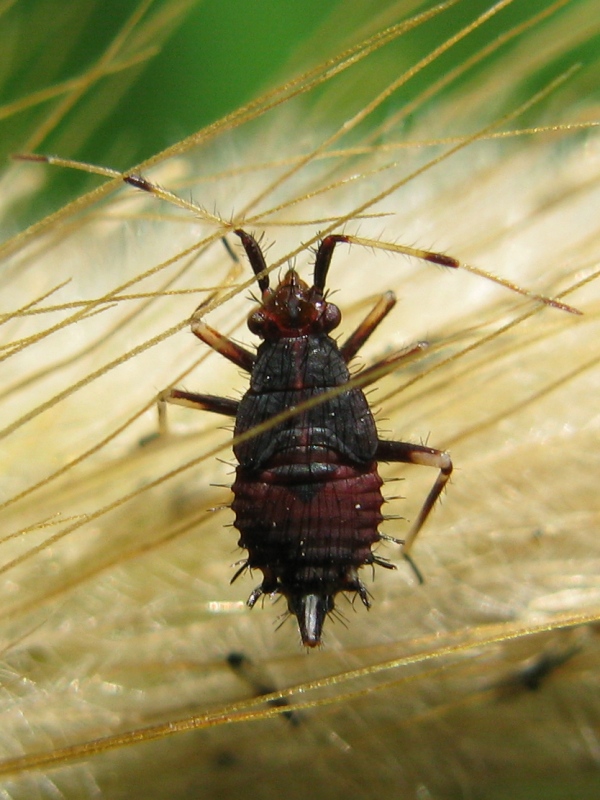 Miridae: ninfa di Deraeoccoris ruber del Vesuvio