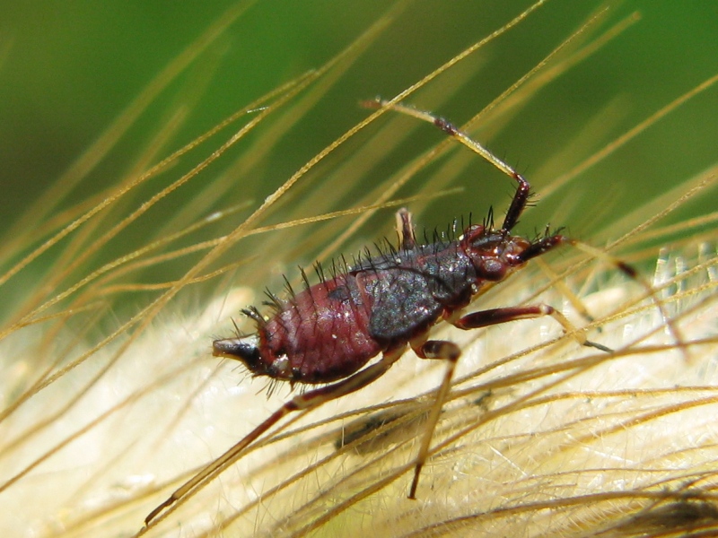 Miridae: ninfa di Deraeoccoris ruber del Vesuvio