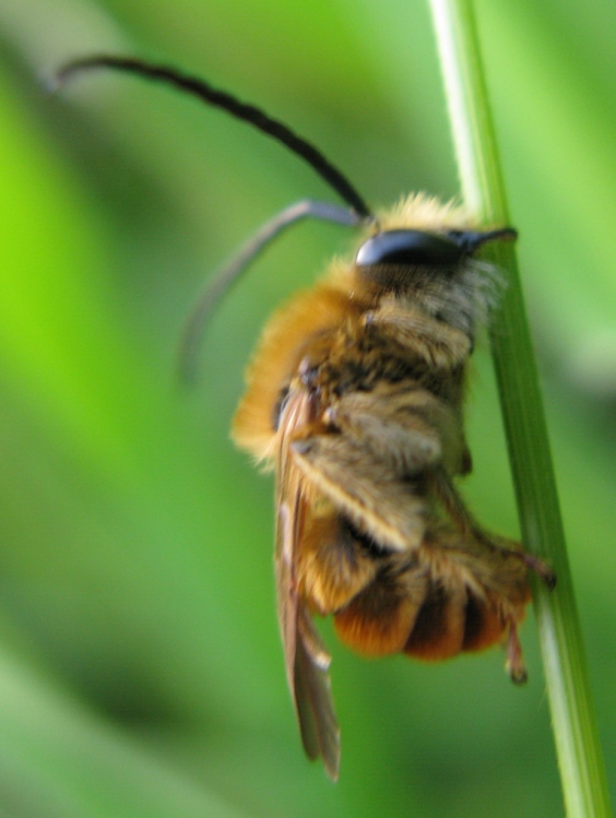 Eucera longicornis ??