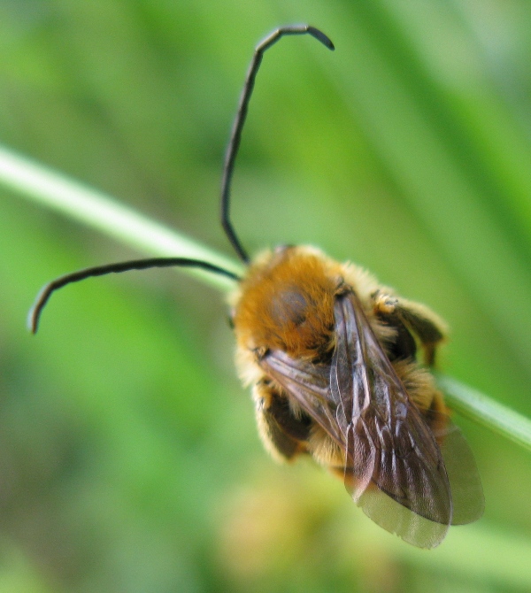 Eucera longicornis ??