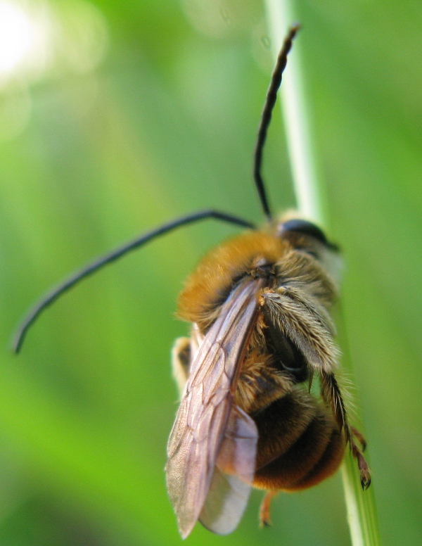 Eucera longicornis ??