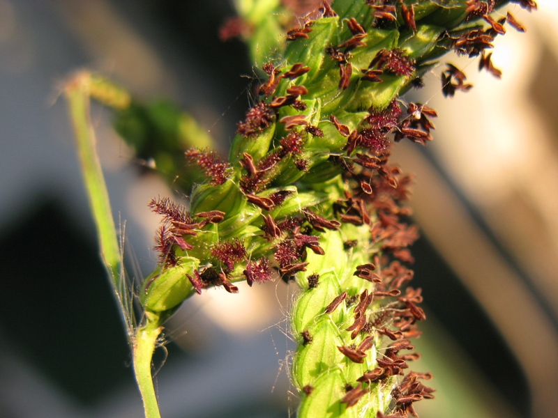 Paspalum dilatatum