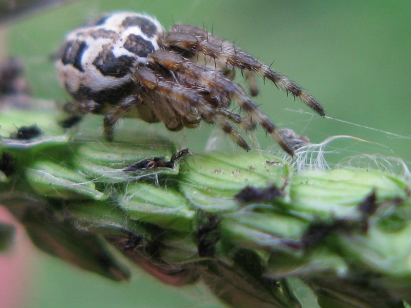 Paspalum dilatatum