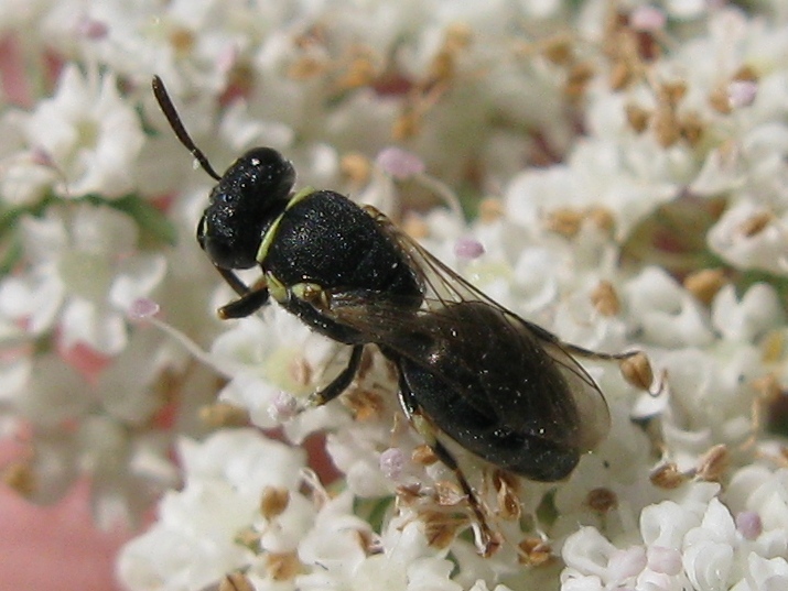 Hylaeus sp. (Apidae Colletinae)