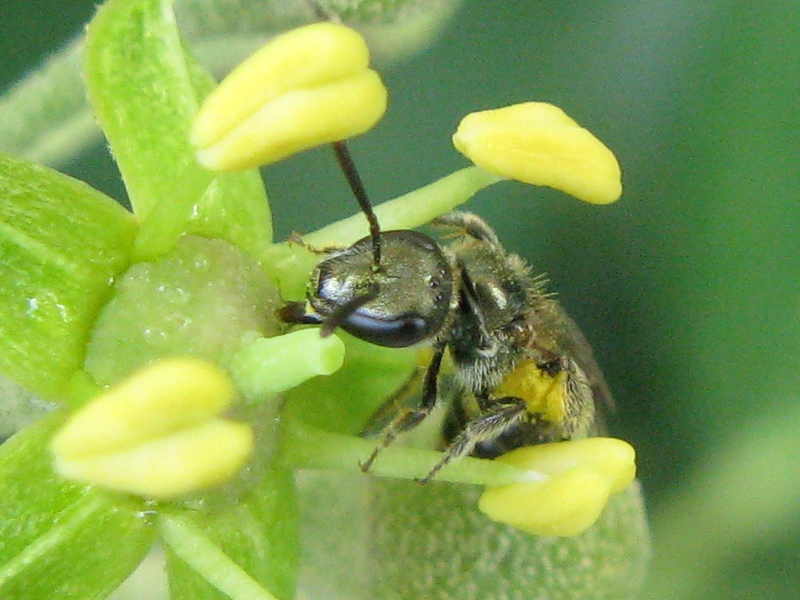 femmina di Halictus, sub genere Seladonia