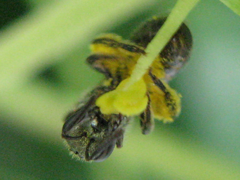 femmina di Halictus, sub genere Seladonia
