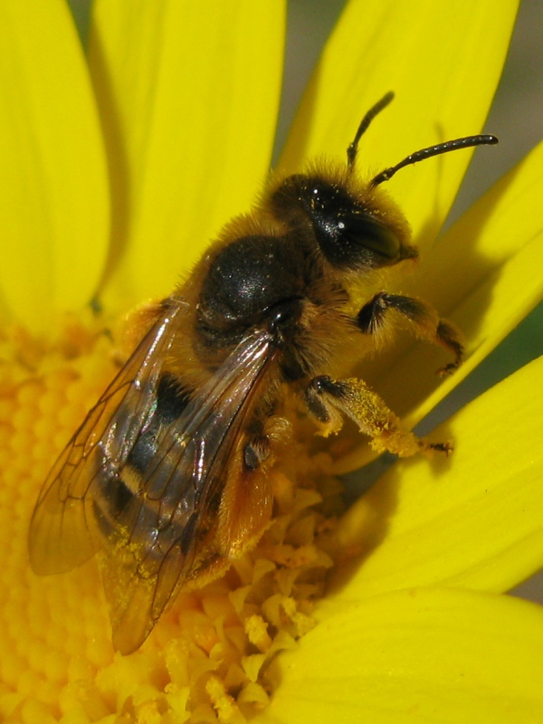 shampoo: Maschio di Osmia sp.e femmina di Andrena sp.