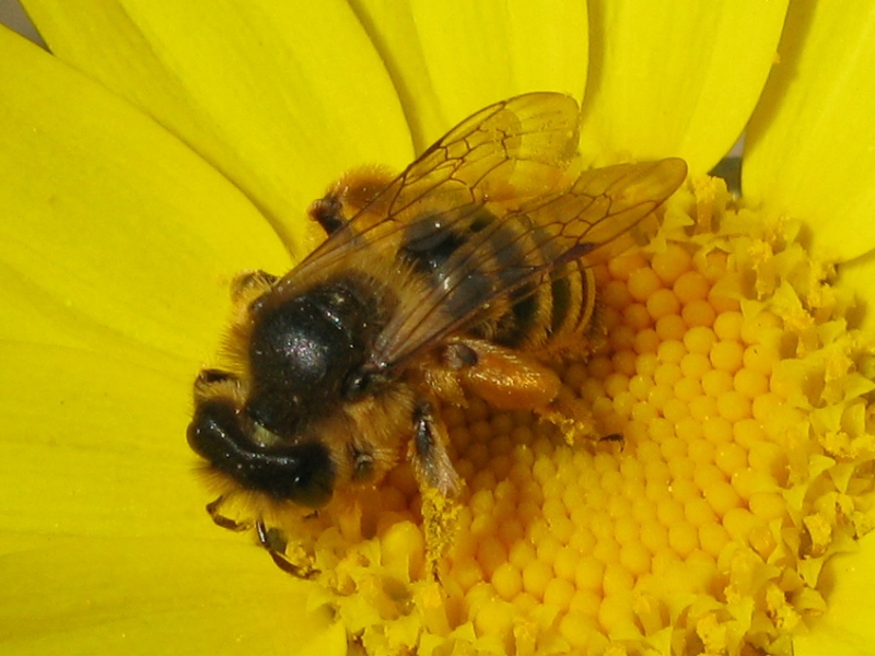 shampoo: Maschio di Osmia sp.e femmina di Andrena sp.