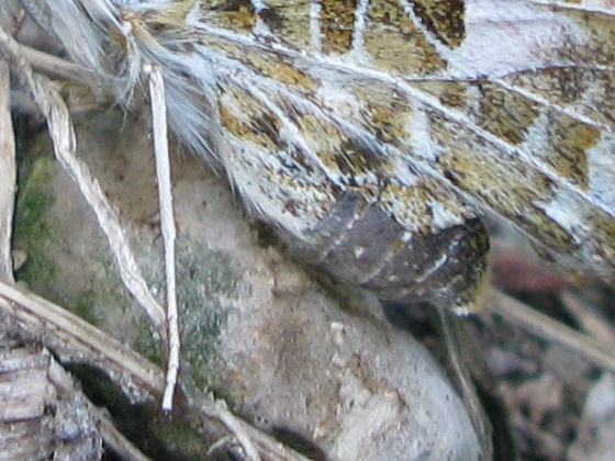 Vanessa cardui, migrazione?