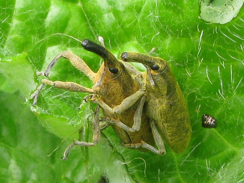 Lixus copula..