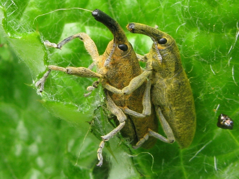 Lixus copula..