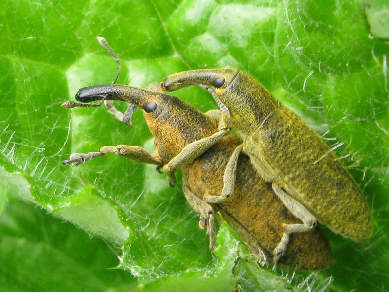 Lixus copula..