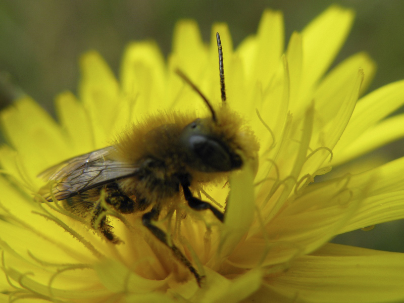 shampoo: Maschio di Osmia sp.e femmina di Andrena sp.