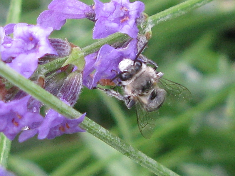 Amegilla? No. Anthophora sp.