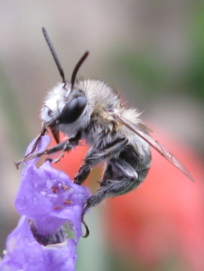 Amegilla? No. Anthophora sp.