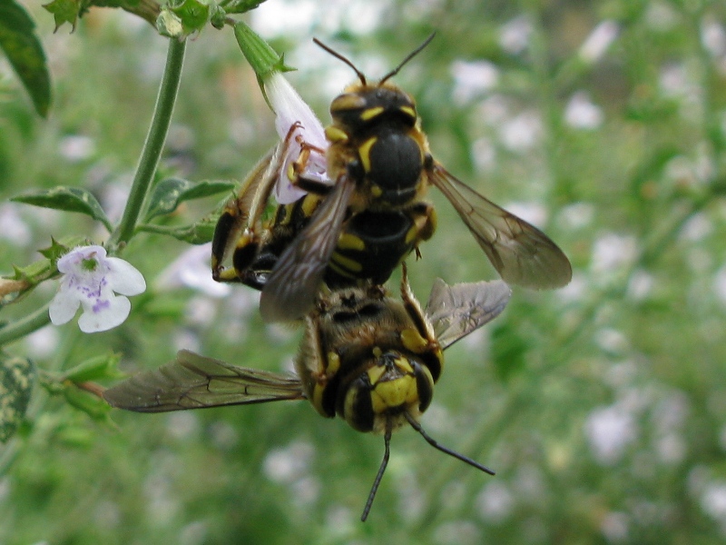 Anthidium florentinum (Megachilide) in copula